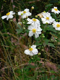 Honorine Jobert Japanese anemone x hybrida detail Fall blooming perennials Garden muses--a Toronto gardening blog