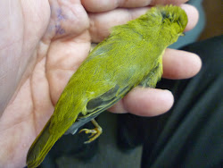 range map bird box bluebirds turtles warbler yellow