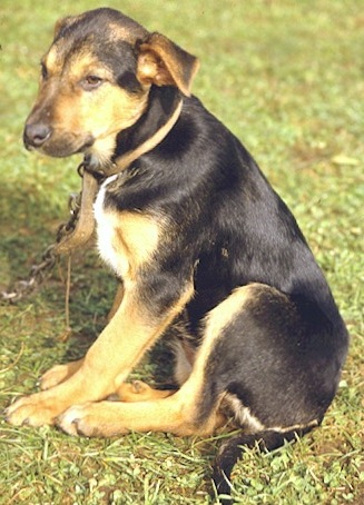 Woolshed 1: Farm working Dogs in New Zealand. 2. Buying a dog.