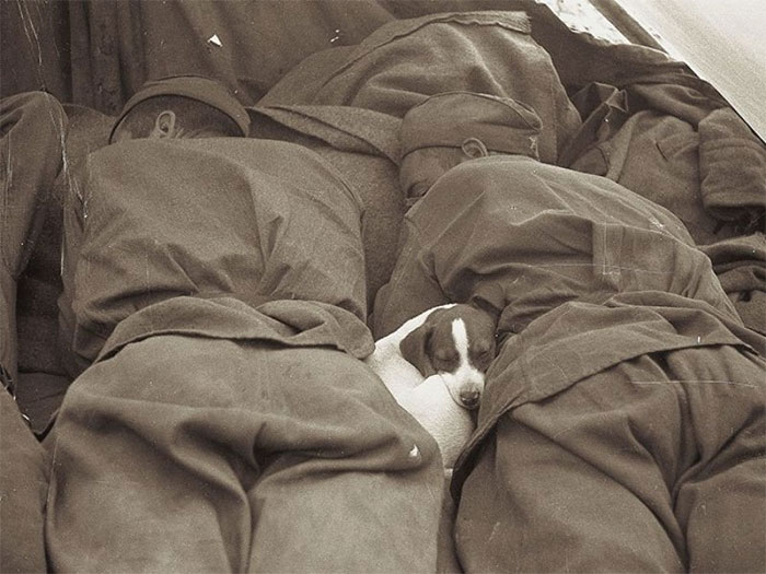 60 Inspiring Historic Pictures That Will Make You Laugh And Cry - Russian Soldiers Of WWII Sleeping With Puppy
