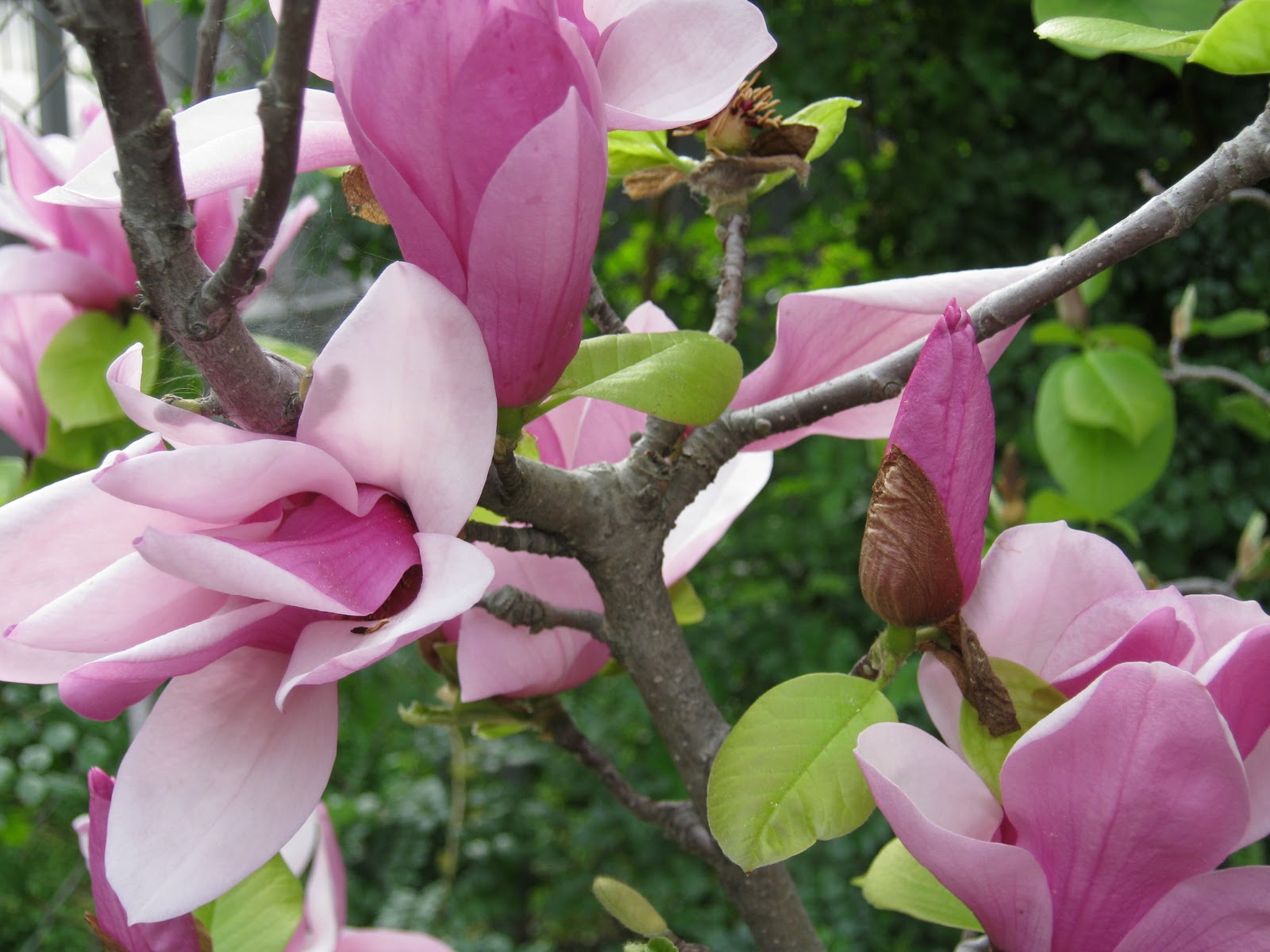 What Grows in Fullerton? Saucer magnolia