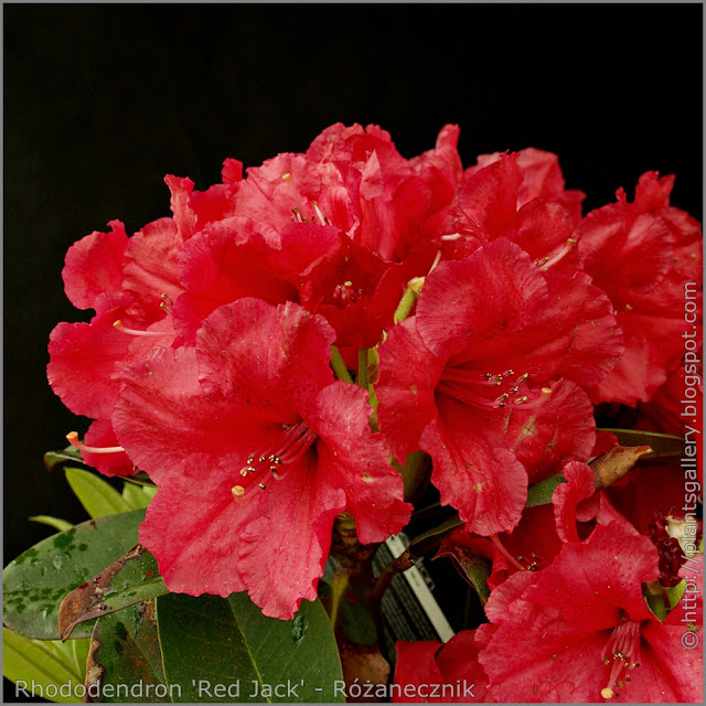 Rhododendron 'Red Jack' - Różanecznik 'Red Jack' kwiaty
