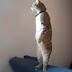 ΑΠΙΣΤΕΥΤΟ! Γάτος σηκώνεται όρθιος σε στάση προσοχής όταν ακούει τον εθνικό ύμνο της Ελλάδας! (Βίντεο)
