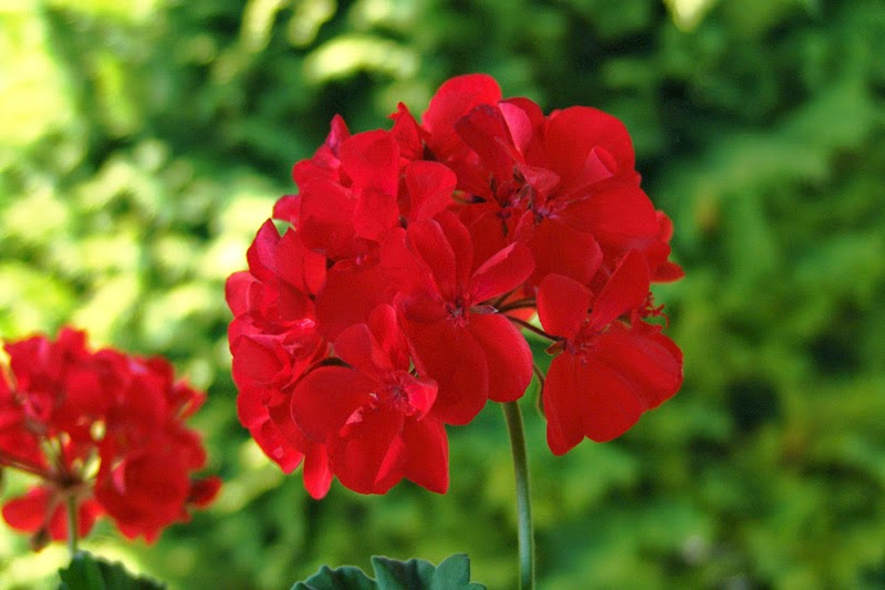 tinctura de geranium în varicoza