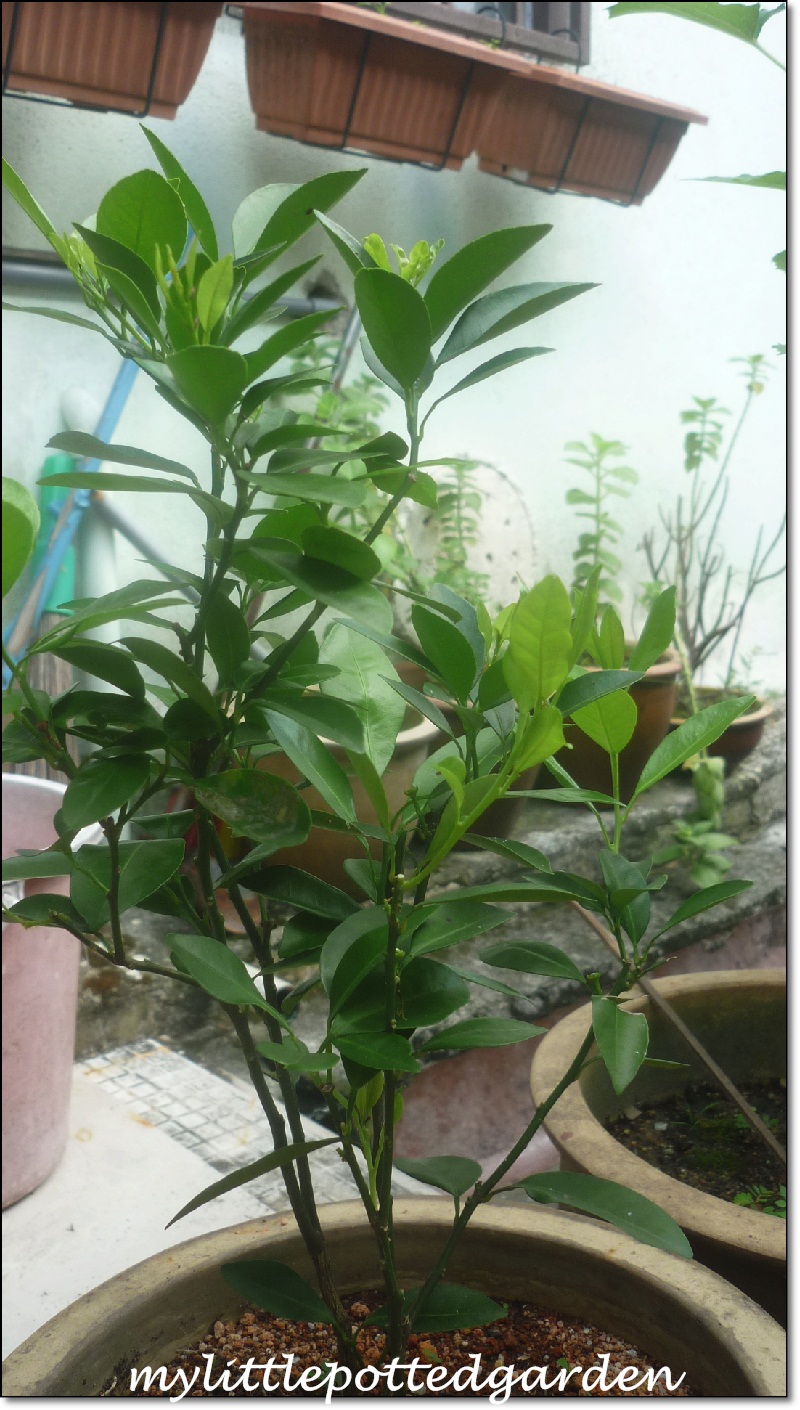 My Little Potted Garden Some Plants from Sg. Buloh