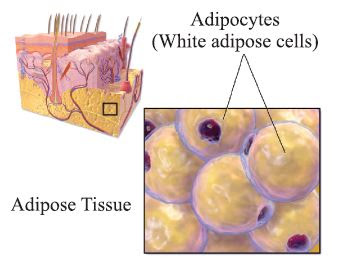 Aerolar tissue