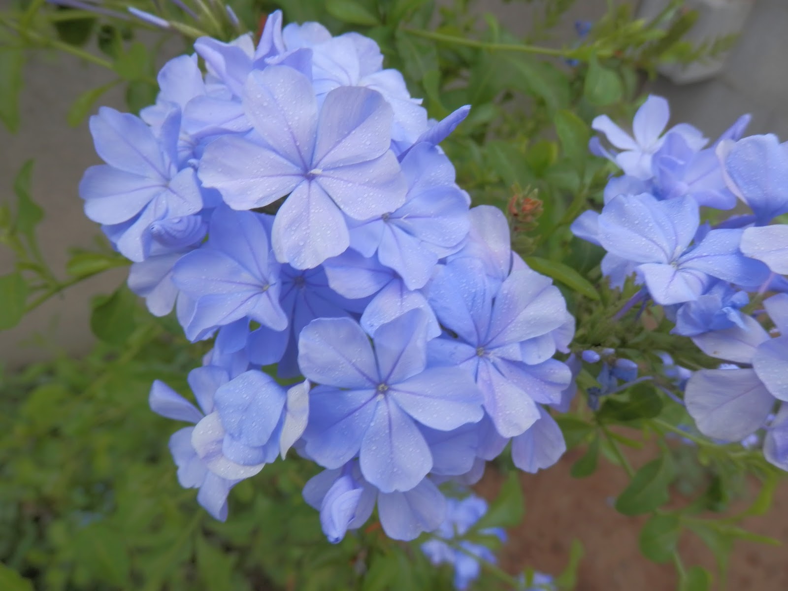 Perfumes y luces de Extremadura Plumbago, Jazmín azul. Mis flores del