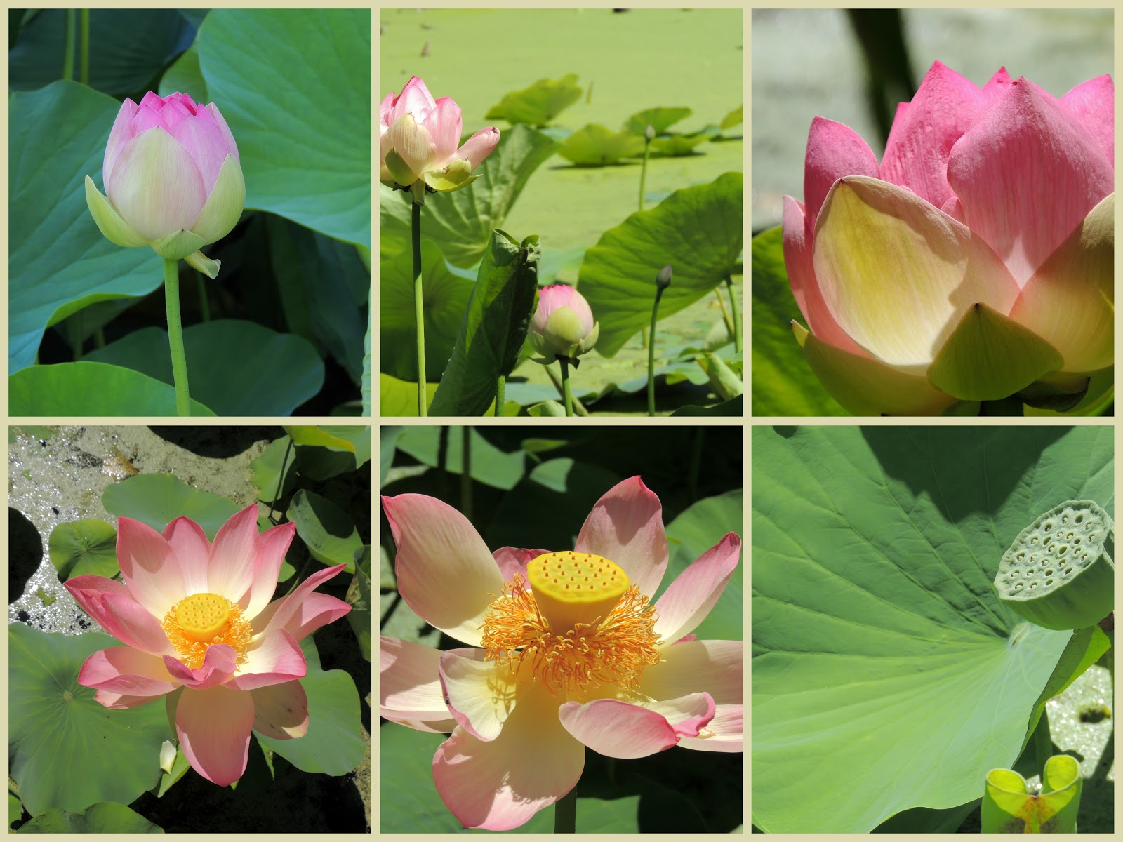 Travels Here and Abroad Lotus flower's lifespan