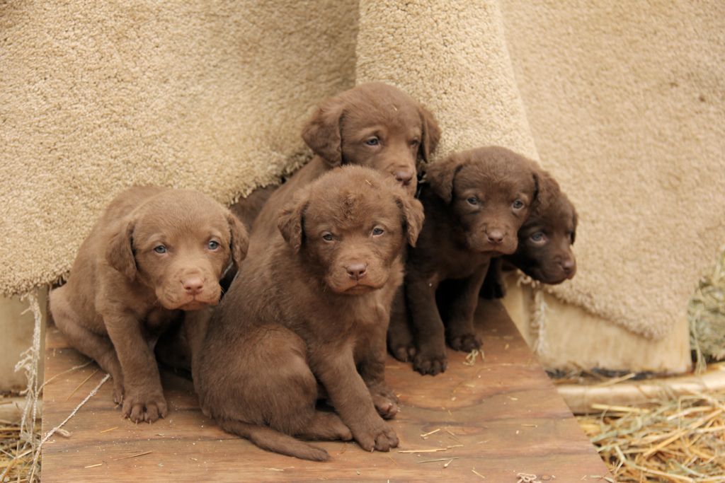 30. Chesapeake Bay Retrievers by Golden Moments Petography