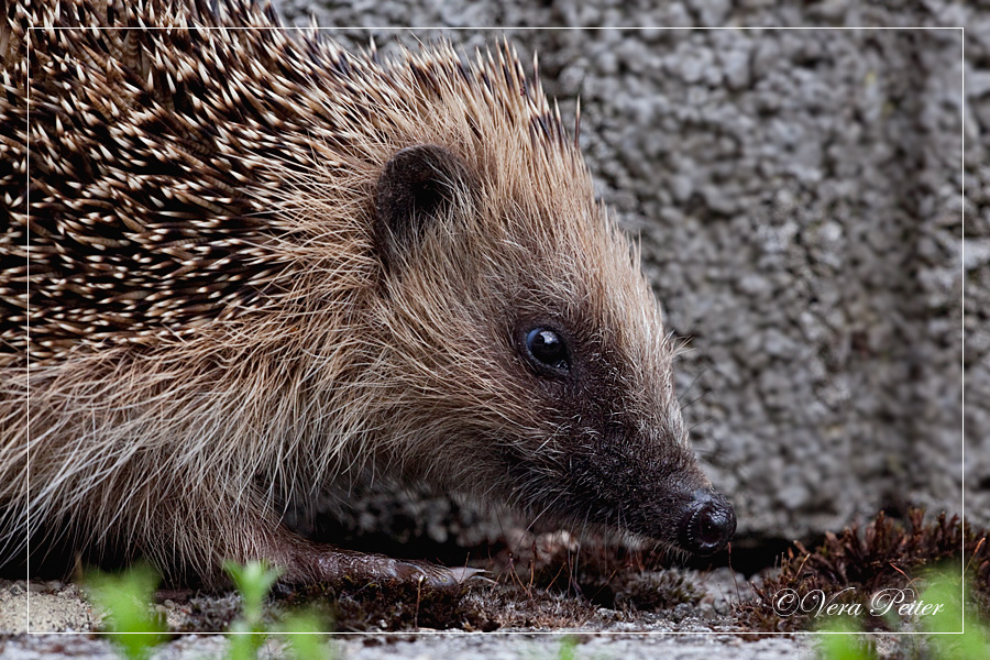 Artifactum verbilis Blog unser Igelchen
