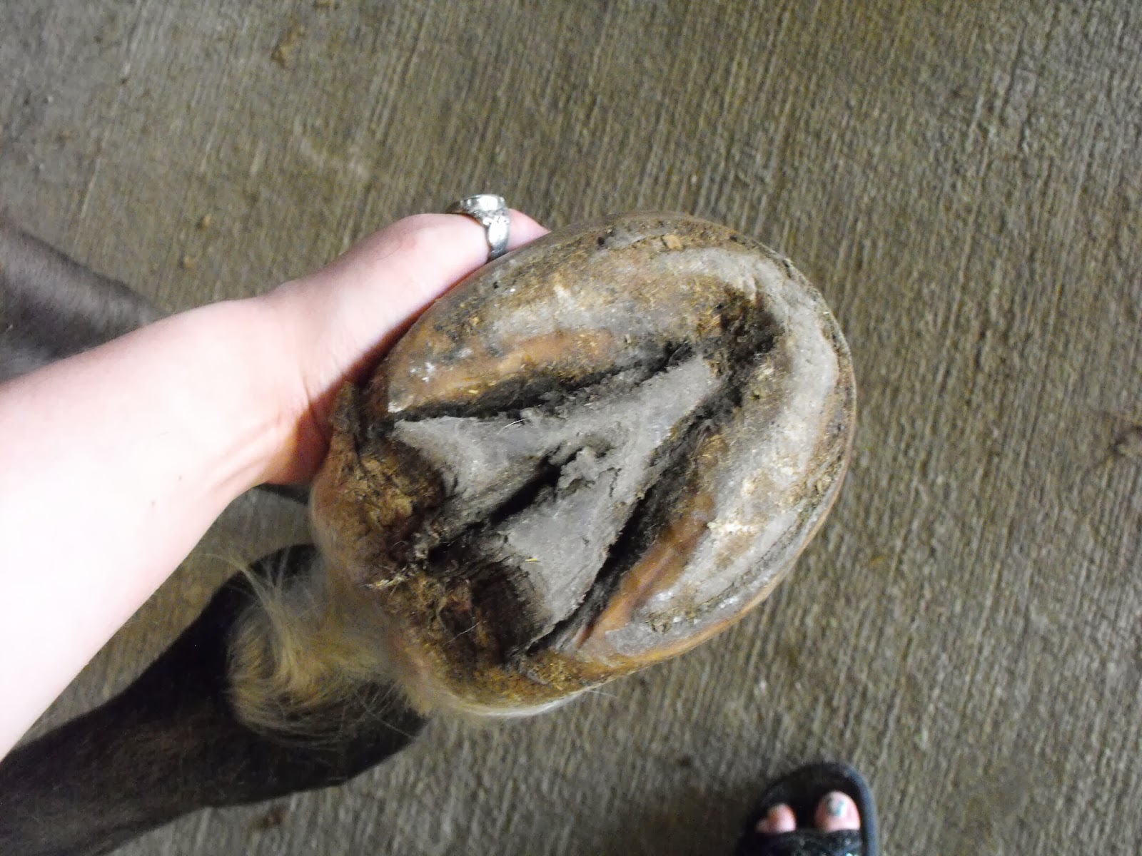 SD Barefoot Hoofcare The Woes of Thrush