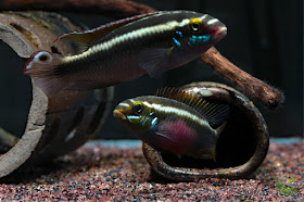 Pelvicachromis sacrimontis