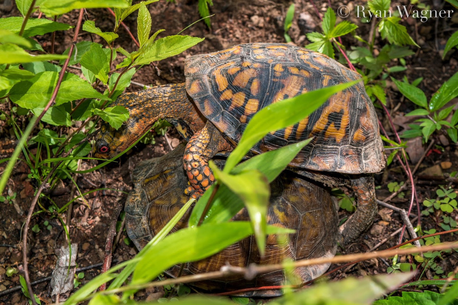 Field Life: Turtles in Trouble: A Brief Natural History