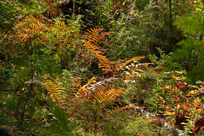 fern fronds coloured in autumn