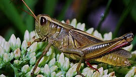 SEMUT DAN BELALANG SI JAGO PESTA #pesta #semut #belalang