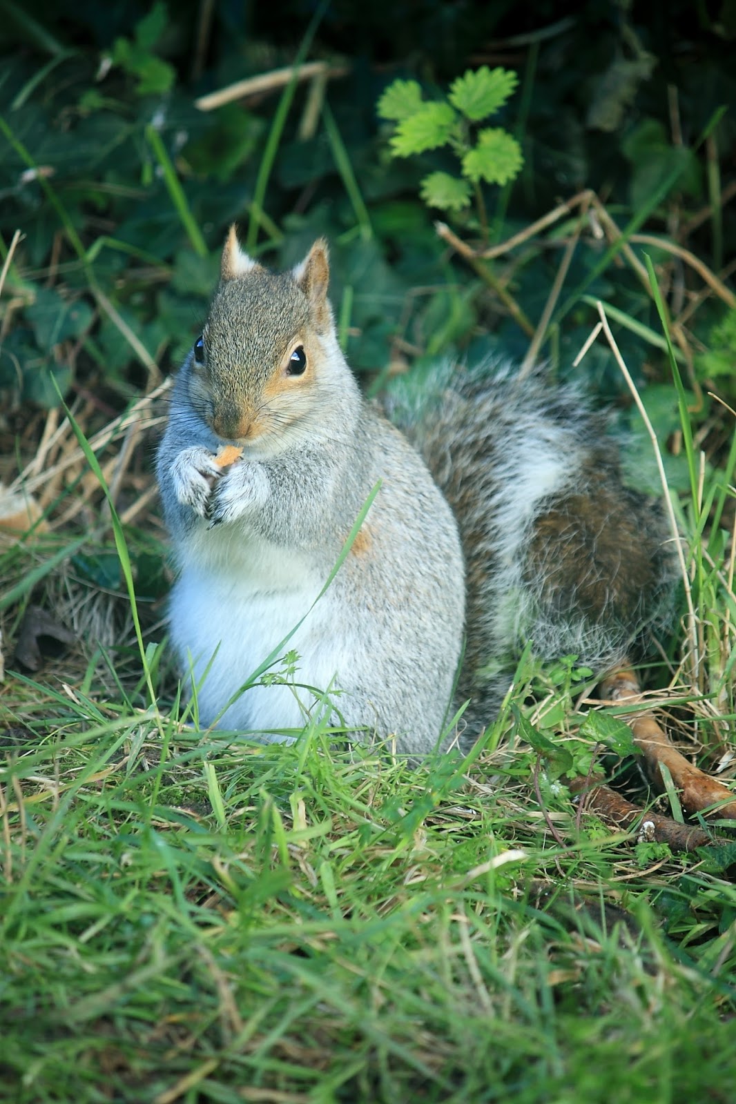 Friends Aboard NB Tacet Squirrels At The Fat Balls