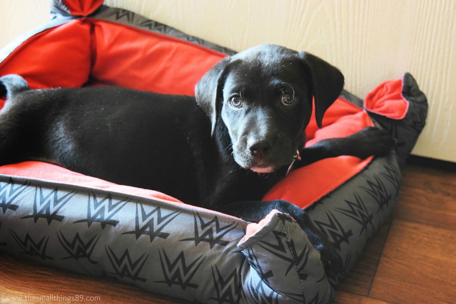 wwe dog bed