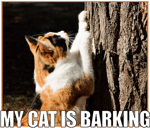 cat is scratching bark off a tree, not actually barking