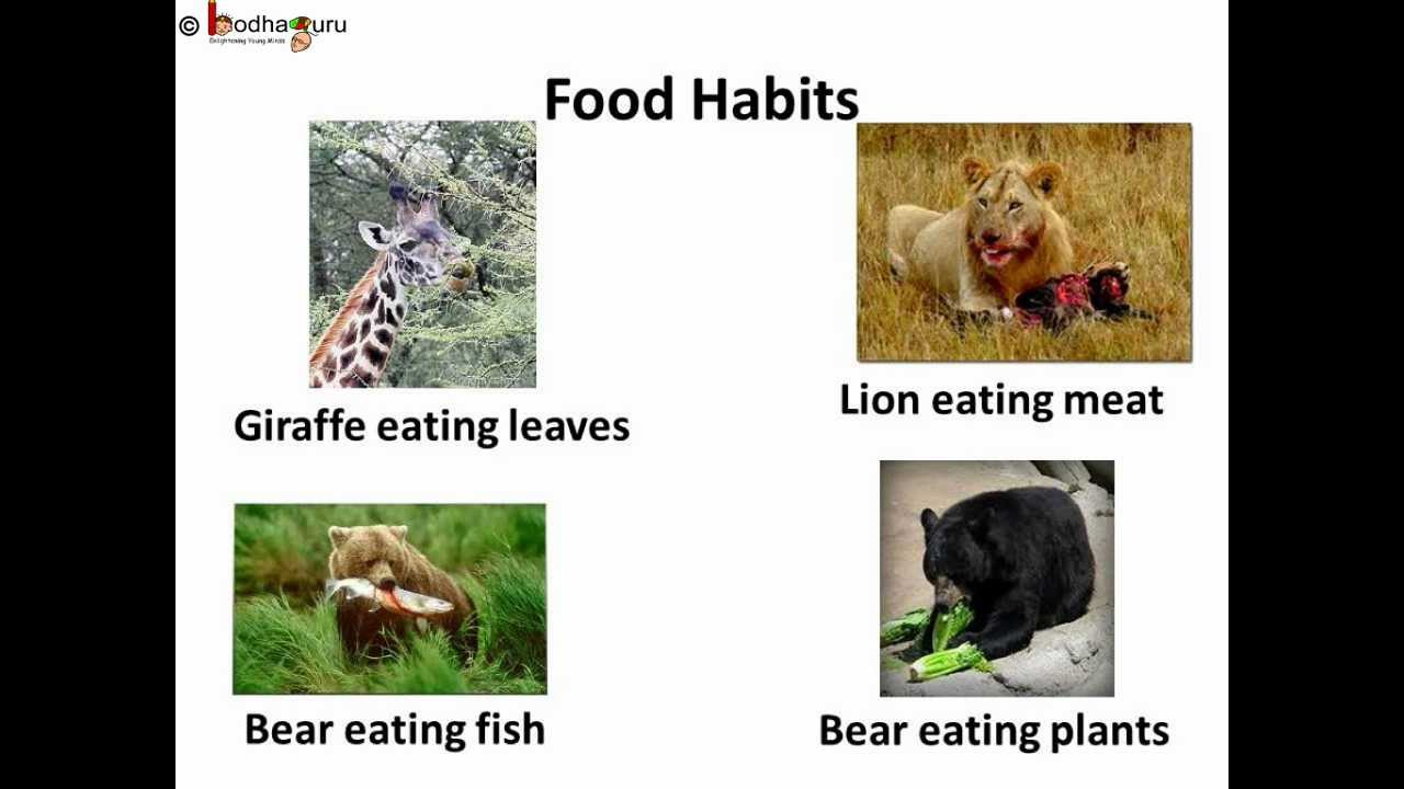 Do they like animals. What animals eat. Animals Habits. What do animals eat. Eating animals урок.