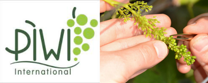 La Viticoltura del futuro - Breeding genetico, Cisgenesi e PIWI - Wine Blog  Roll - Il Blog del Vino Italiano