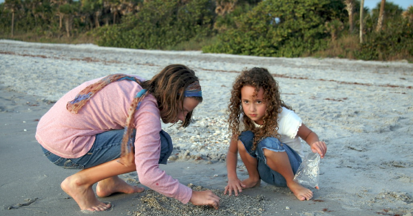 Even to the child also enjoy finding shark teeth in Venice shore Even to the child also enjoy finding shark teeth in Venice shore