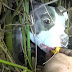 Foram resgatar uma Pitbull abandonada, mas o que encontraram foi uma enorme surpresa 