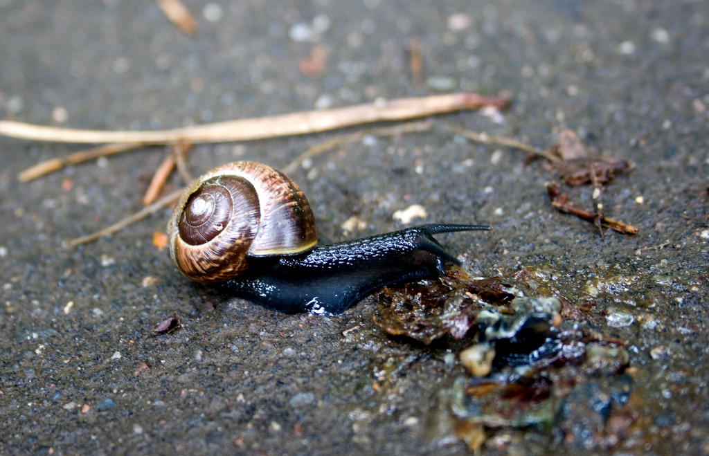 The Snail Pest, Pet or Treat? Some Interesting Facts The Ark In Space
