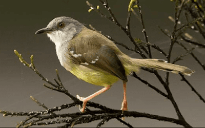 Daftar Resmi Harga Burung Prenjak Update Terbaru Dikala Ini