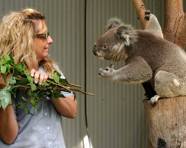 Funny koala, funny koala picture, koala picture