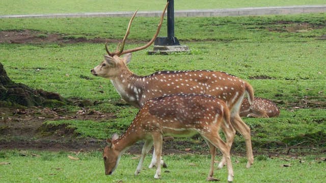 Contoh Descriptive Text Tentang Taman Safari Bogor Dan Terjemahannya Contohtext