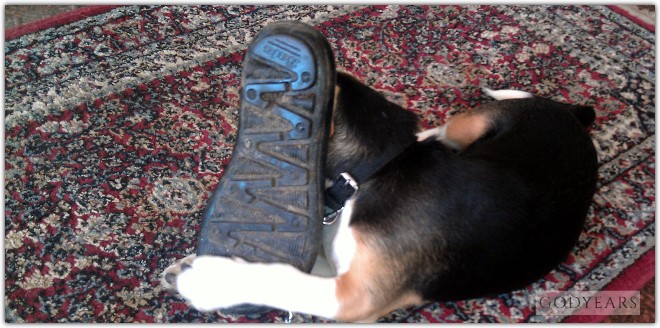 beagle hiding behind a sandal