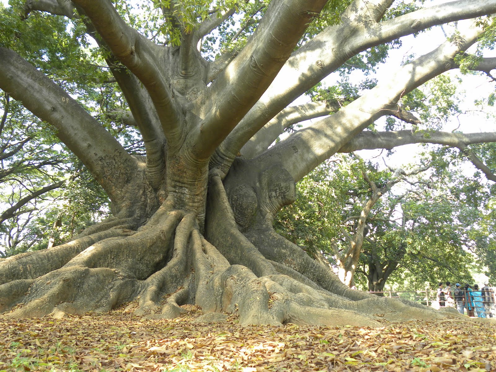 The Gigantic Kapok tree - A Sacred Symbol | AWA Tree Blog.