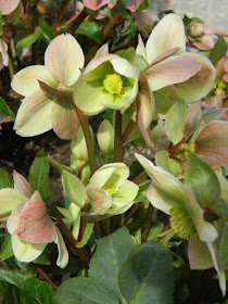 Helleborus × nigersmithii Ivory Prince Hellebore spring flowers by garden muses-not another Toronto gardening blog