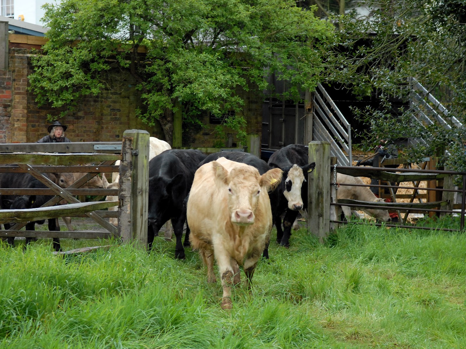 Petersham Meadows Back