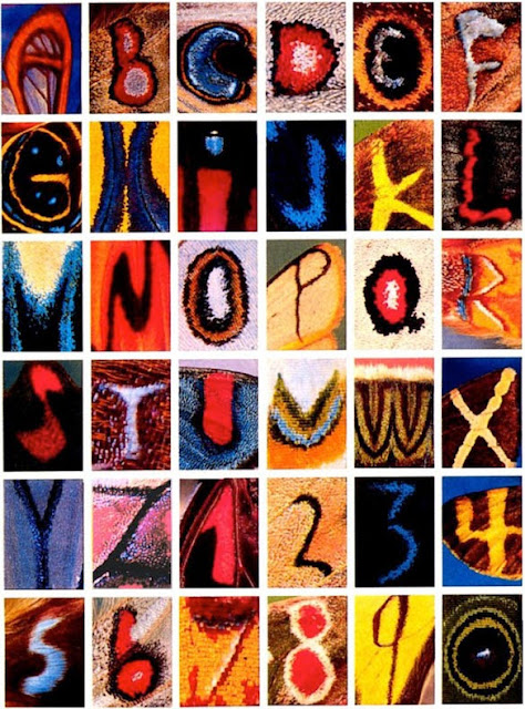 alfabeto patrones alas mariposas