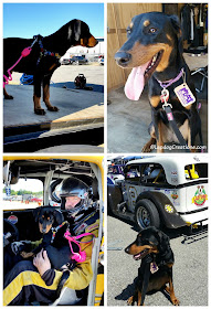 Doberman Puppy at US Legends Race