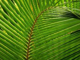 Siti Mariyam: Filosofi Pohon Kelapa