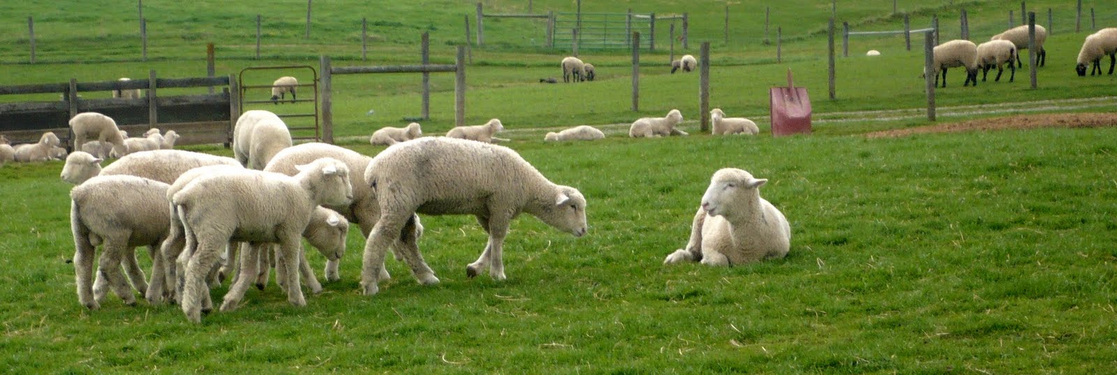 Terrierman's Daily Dose Moo Units and Wool Units, Blacksburg, Virginia