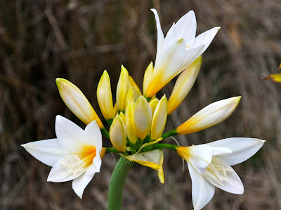 garden delights: TODAY'S FLOWERS ~ Naked Ladies