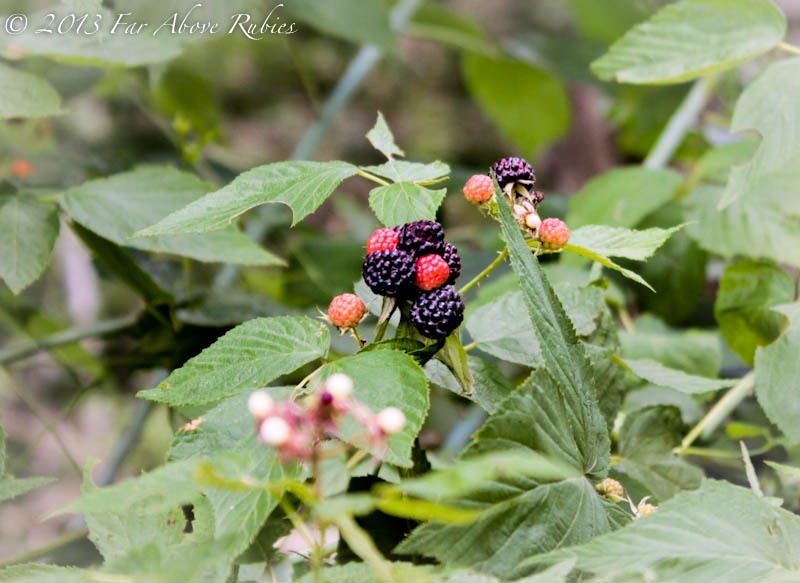 Wild black raspberries