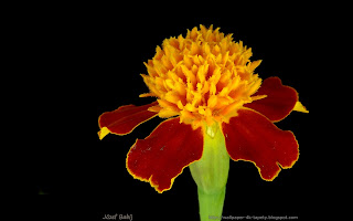 http://wallpaper-4k-tapety.blogspot.com/2015/02/tagetes-patula-aksamitka-rozpierzcha.html