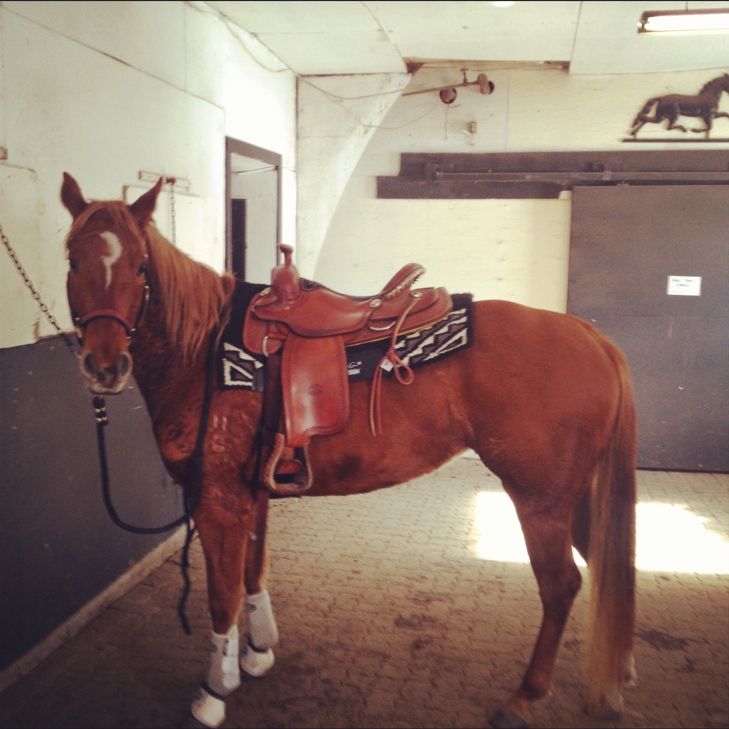 Time in the Saddle Horse Quiz!