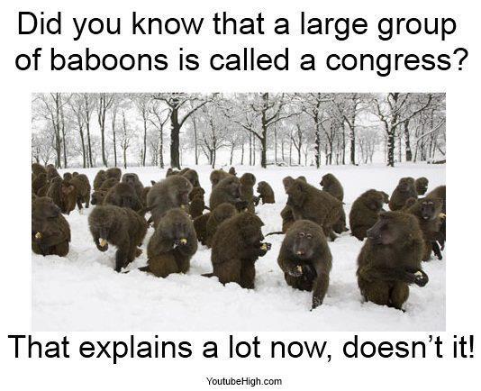What Is A Group Of Baboons Called 112