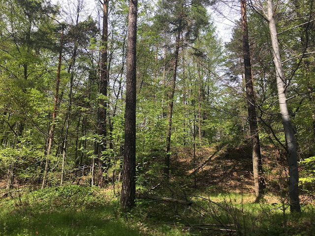 Wiosenny spacer po lesie - Poszukując raju