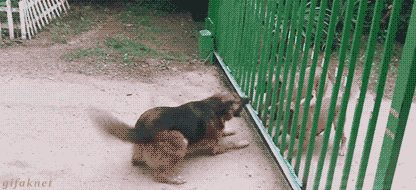 Funny animal gifs - part 243, funny gif of animals, best funny gif