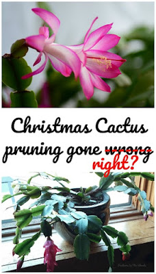 pruning Christmas cactus