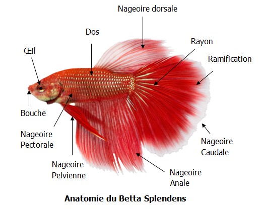 Le Blog du Poisson Combattant: novembre 2015
