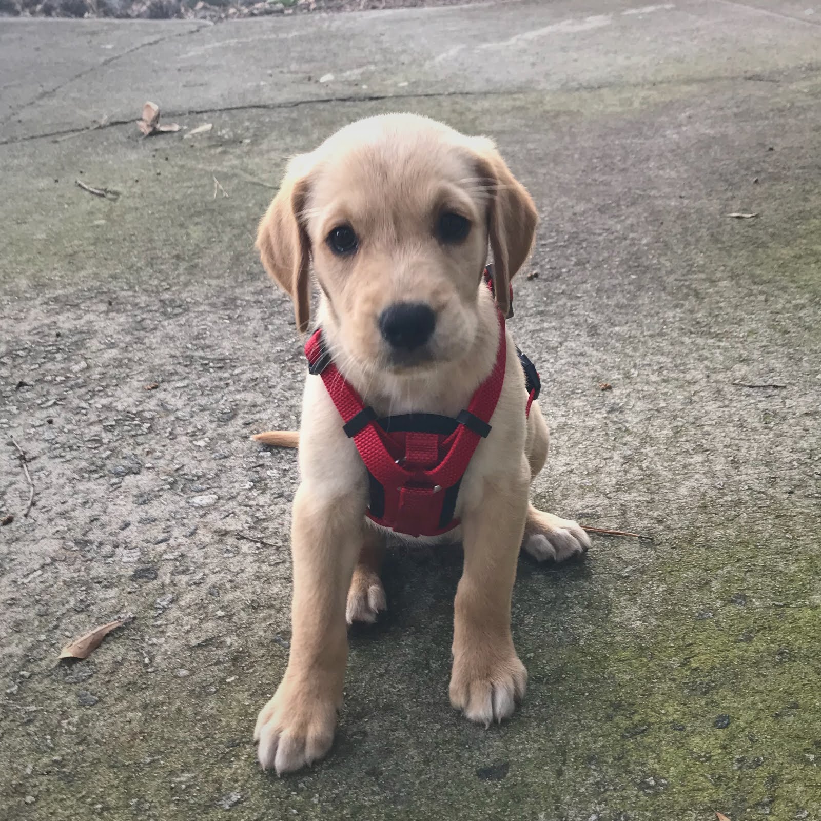 Lily Dog Adventures Upstairs, Downstairs