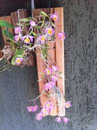 Orquidea placa madeira... Sugestão.