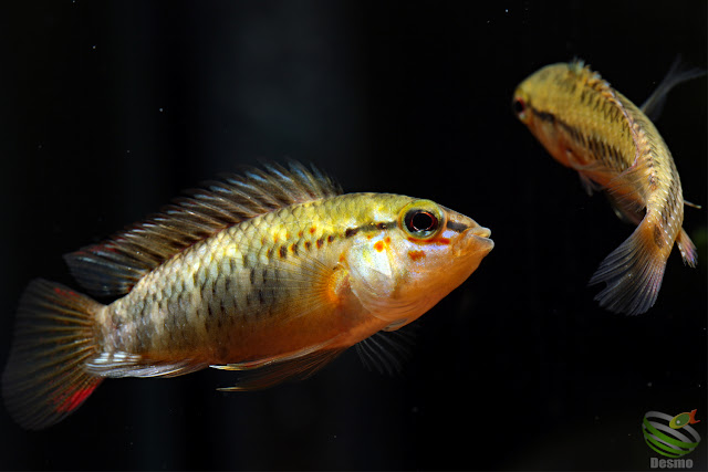 Apistogramma sp. manacacias